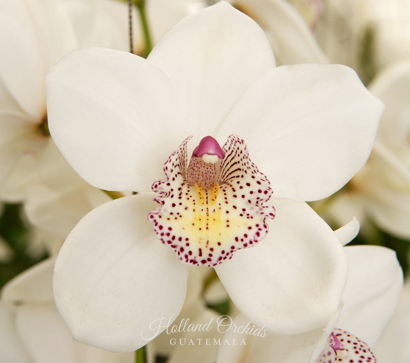 White Cymbidium