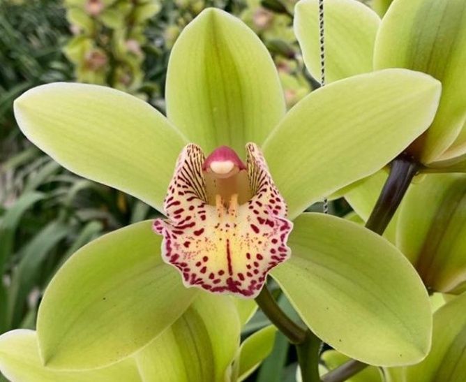 Green Cymbidium