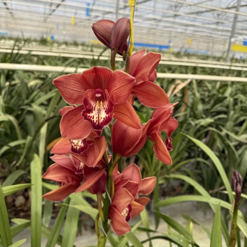 Red Cymbidium