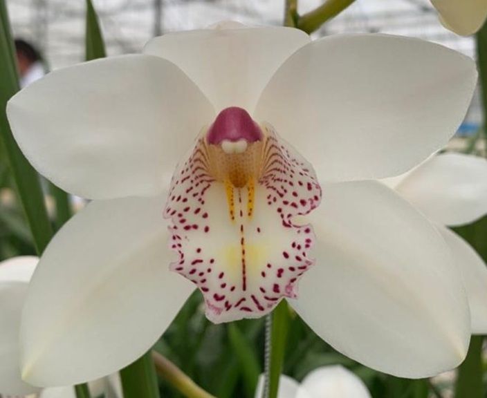 White Christel