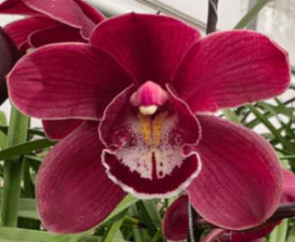 Red Cymbidium