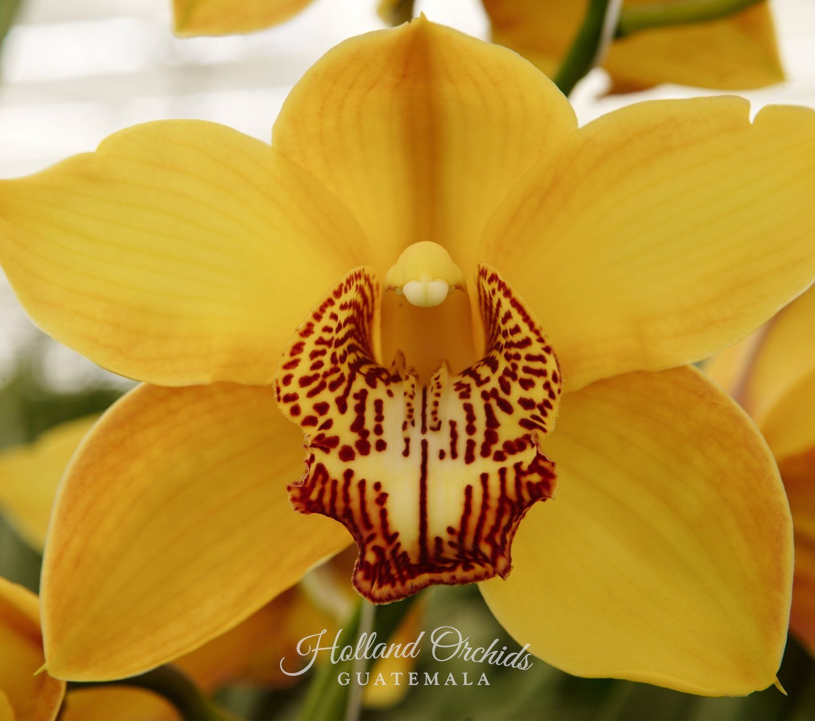 Yellow Cymbidium