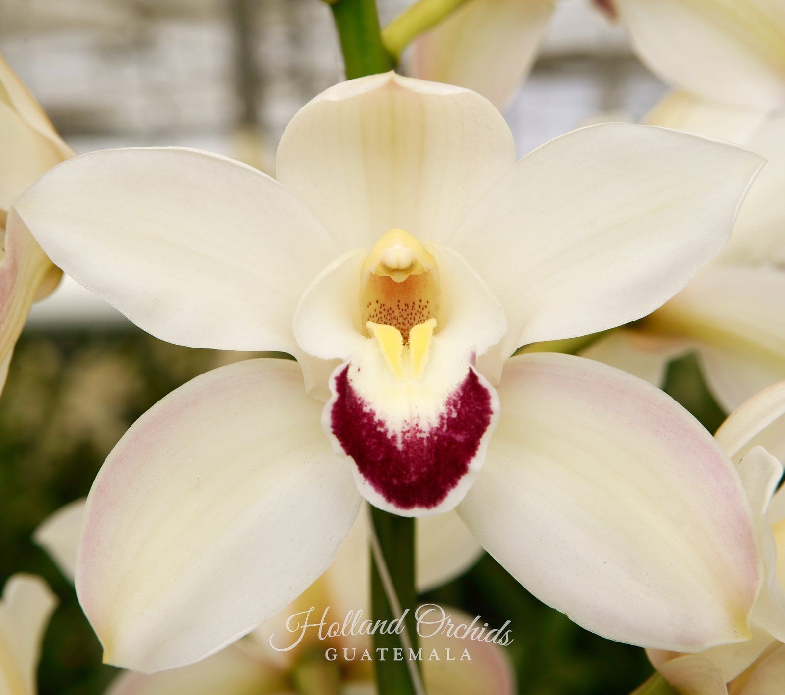 White Cymbidium