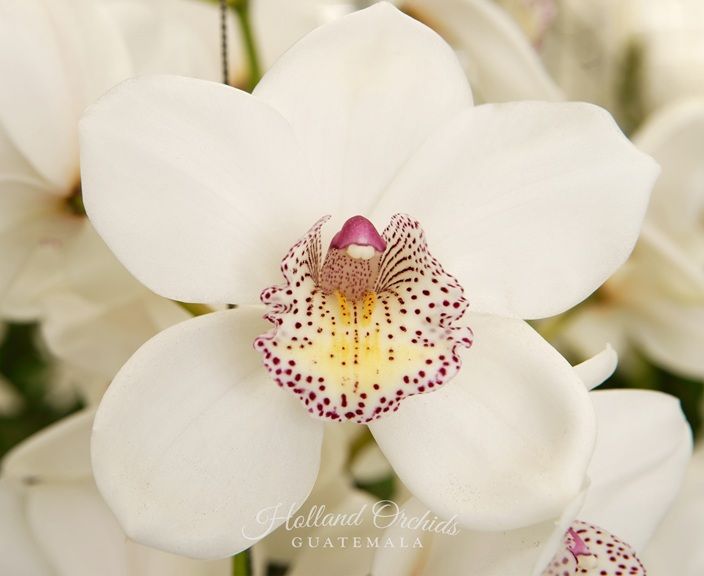 White Cymbidium