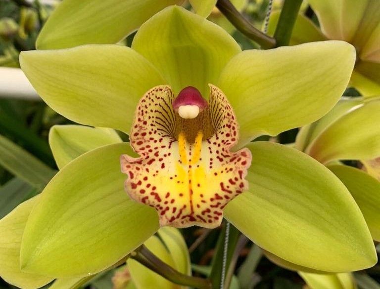 Green Cymbidium
