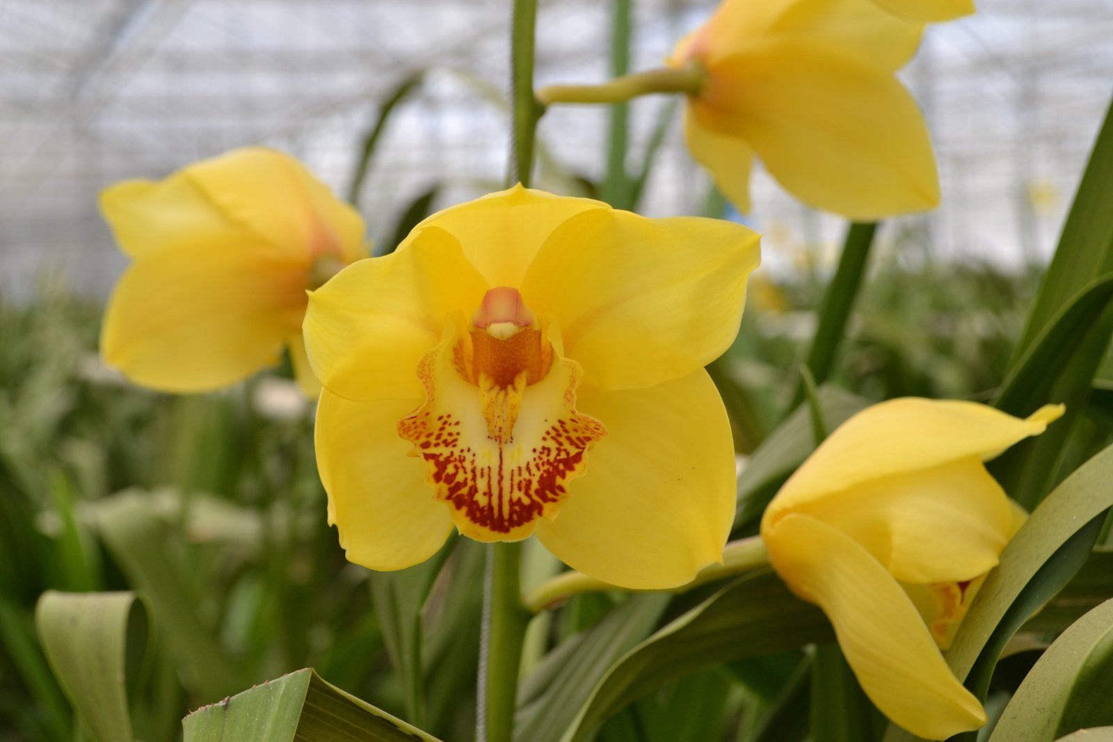 Yellow Cymbidium