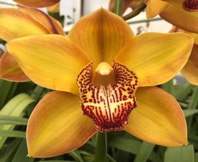 Yellow Cymbidium