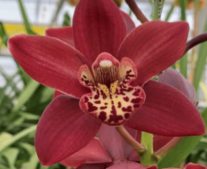 Red Mini Cymbidium