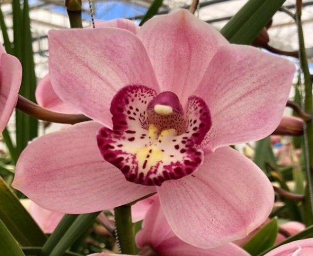 Pink Briljant