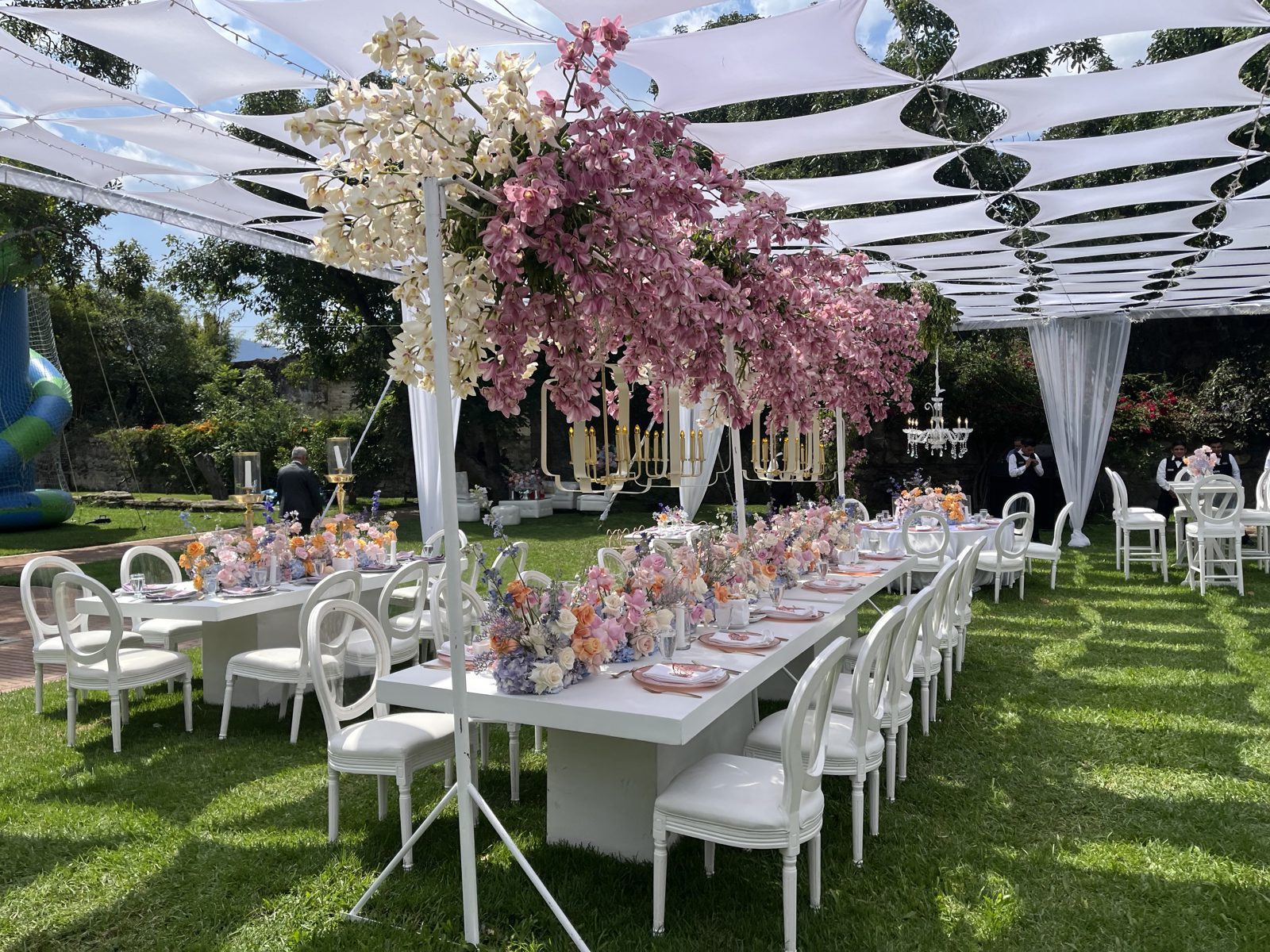 Sweet Grace in Bloom, photo 2